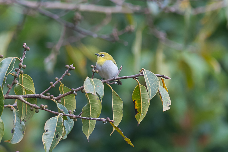 Indische Brilvogel